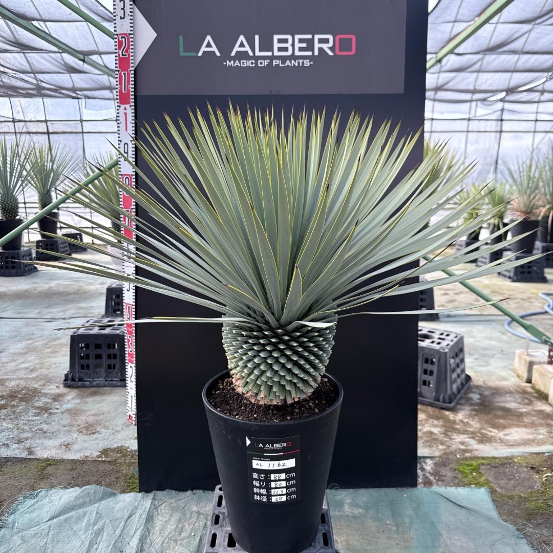 【AL1162】ユッカ　ロストラータ　短葉の極み個体