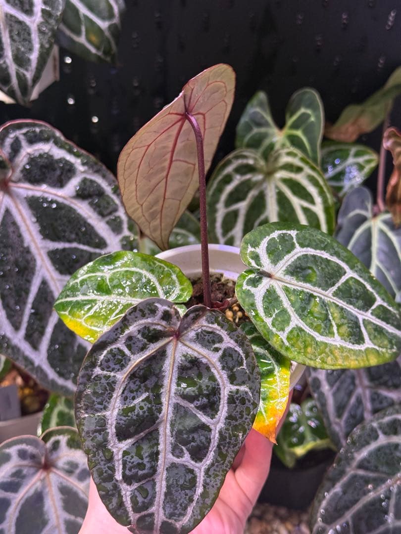 Anthurium Michelle x self　選抜個体