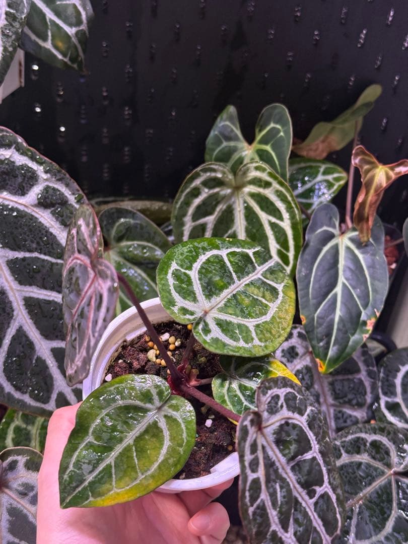 Anthurium Michelle x self　選抜個体