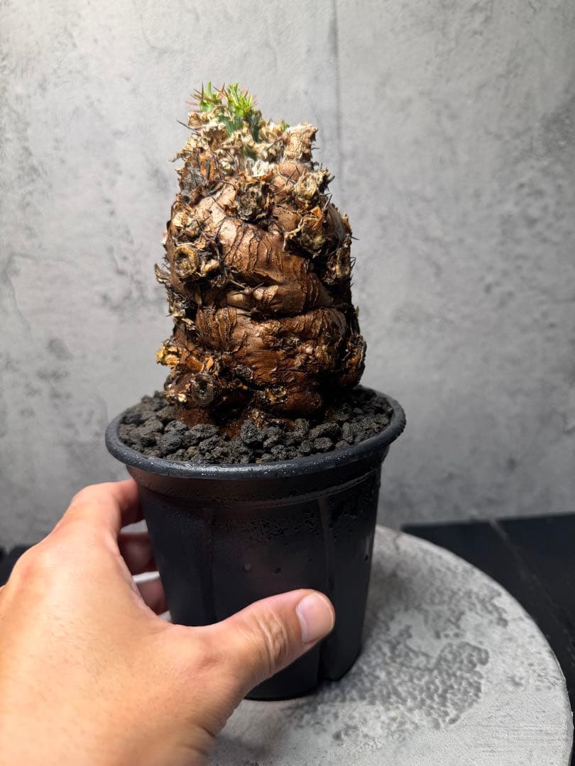 ユーフォルビア　ムランジーナ　発根済み　美樹形