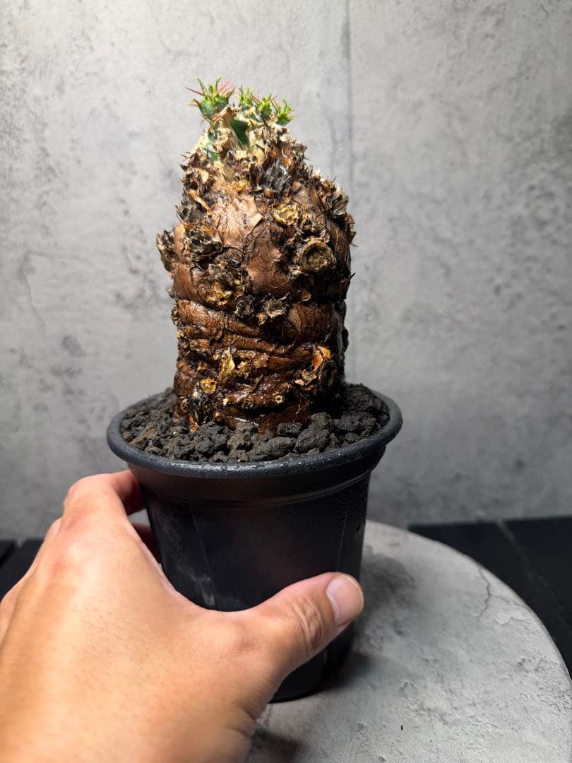 ユーフォルビア　ムランジーナ　発根済み　美樹形