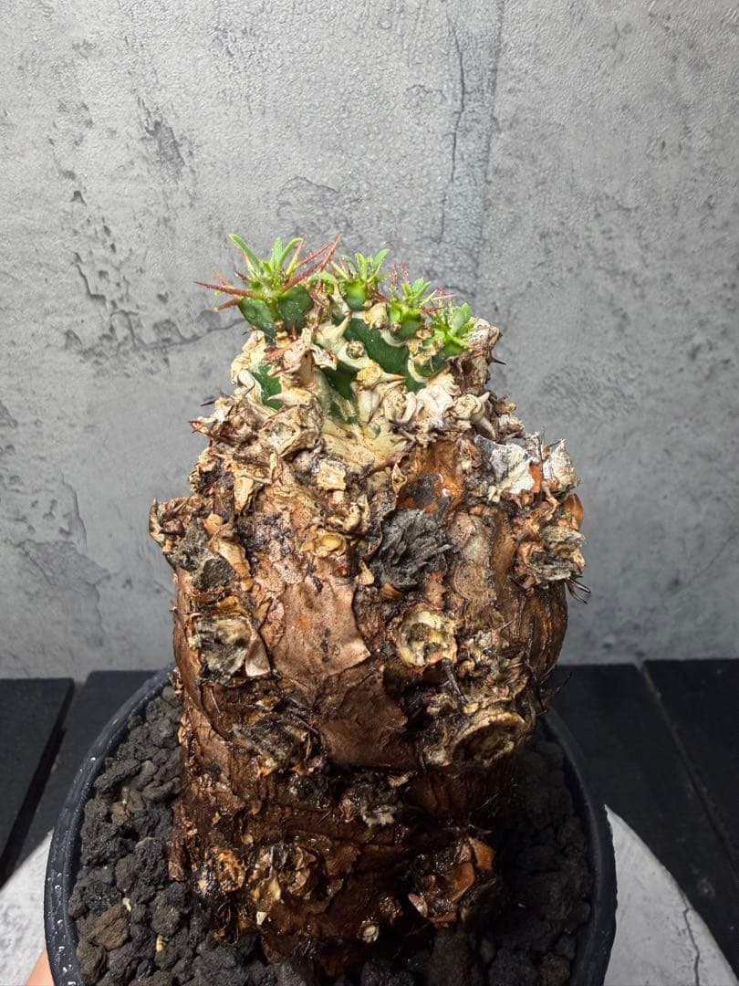 ユーフォルビア　ムランジーナ　発根済み　美樹形