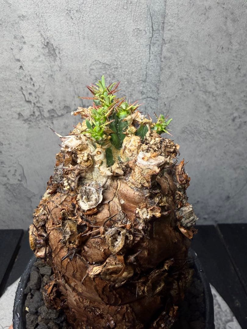 ユーフォルビア　ムランジーナ　発根済み　美樹形