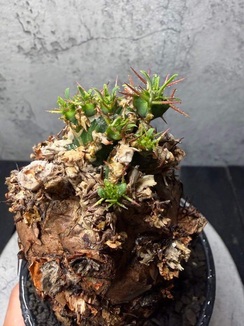 ユーフォルビア　ムランジーナ　発根済み　美樹形