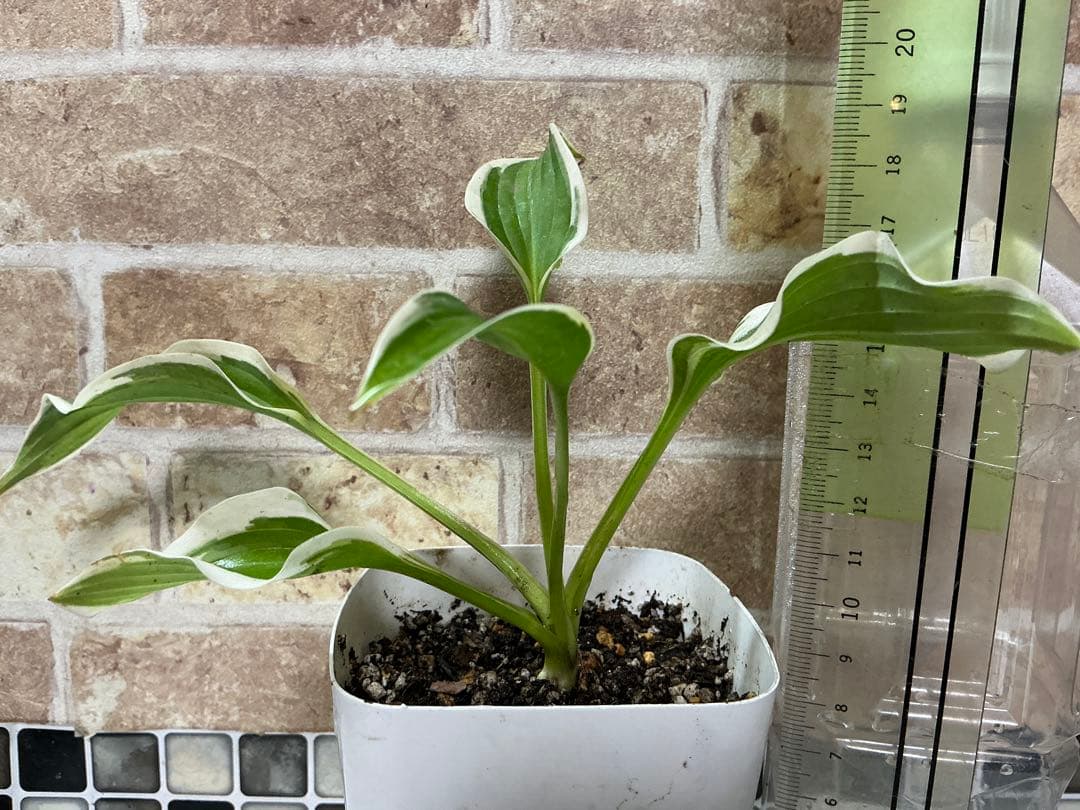 どんどん増える♪ 姫ホスタ　(小型ホスタ) 1苗　斑入り