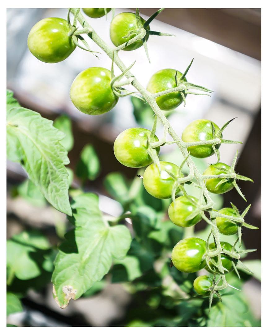 【ショット数4543枚！】SONY α7S 初代