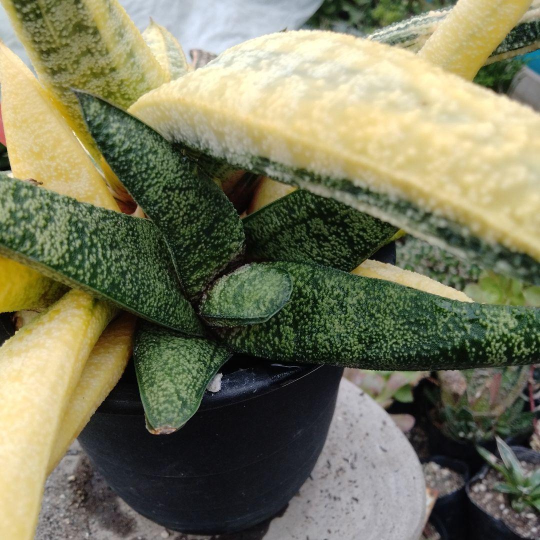 多肉植物　ガステリア　batesiana錦抜き苗