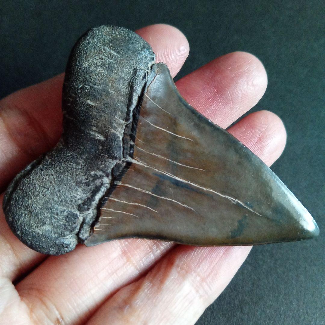サメの歯　ホホジロザメ　絶滅種　特大　完全体　極美麗　６５mm