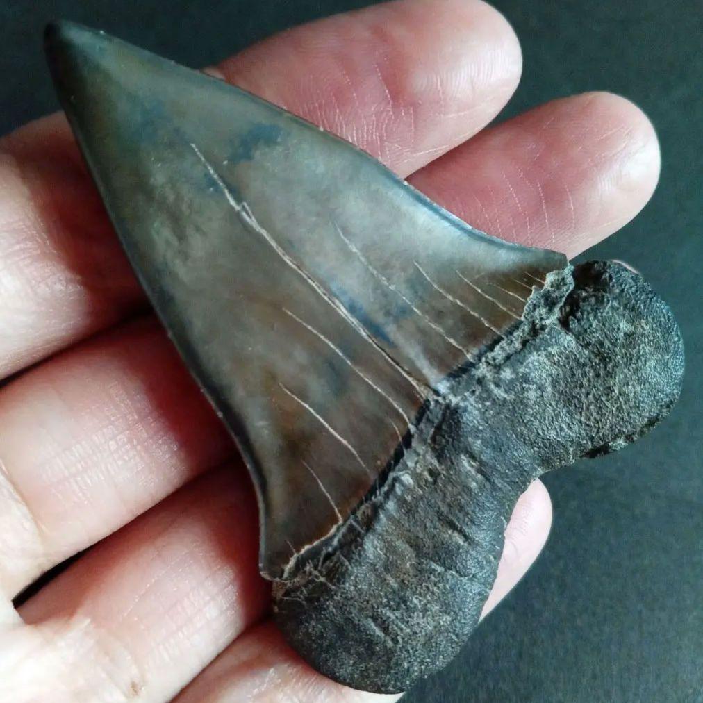 サメの歯　ホホジロザメ　絶滅種　特大　完全体　極美麗　６５mm