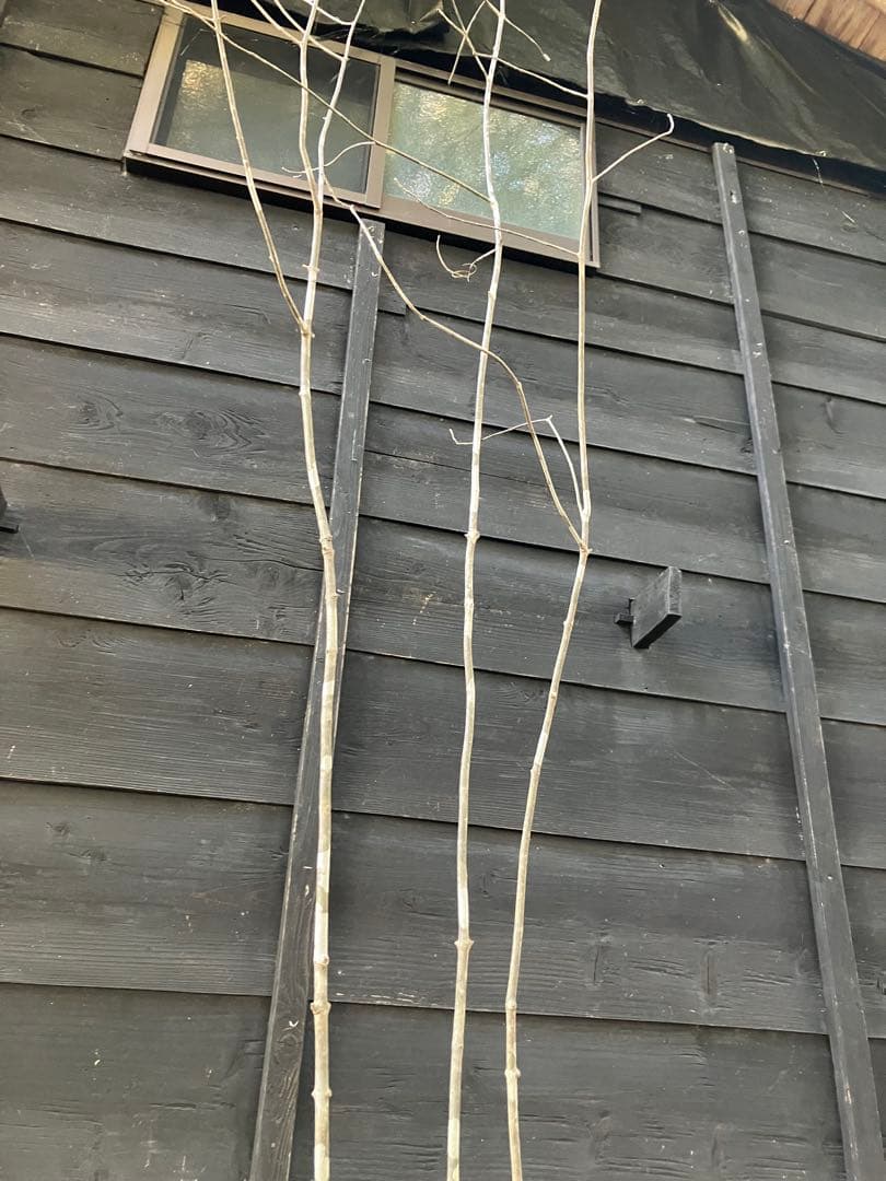 23 山採り　アオダモ