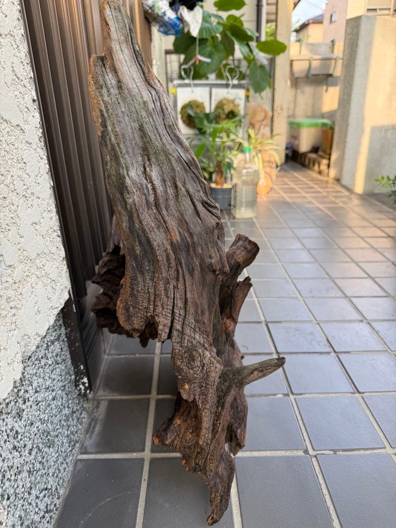 【値引交渉大歓迎】切り株 着生 ガーデニング 置物