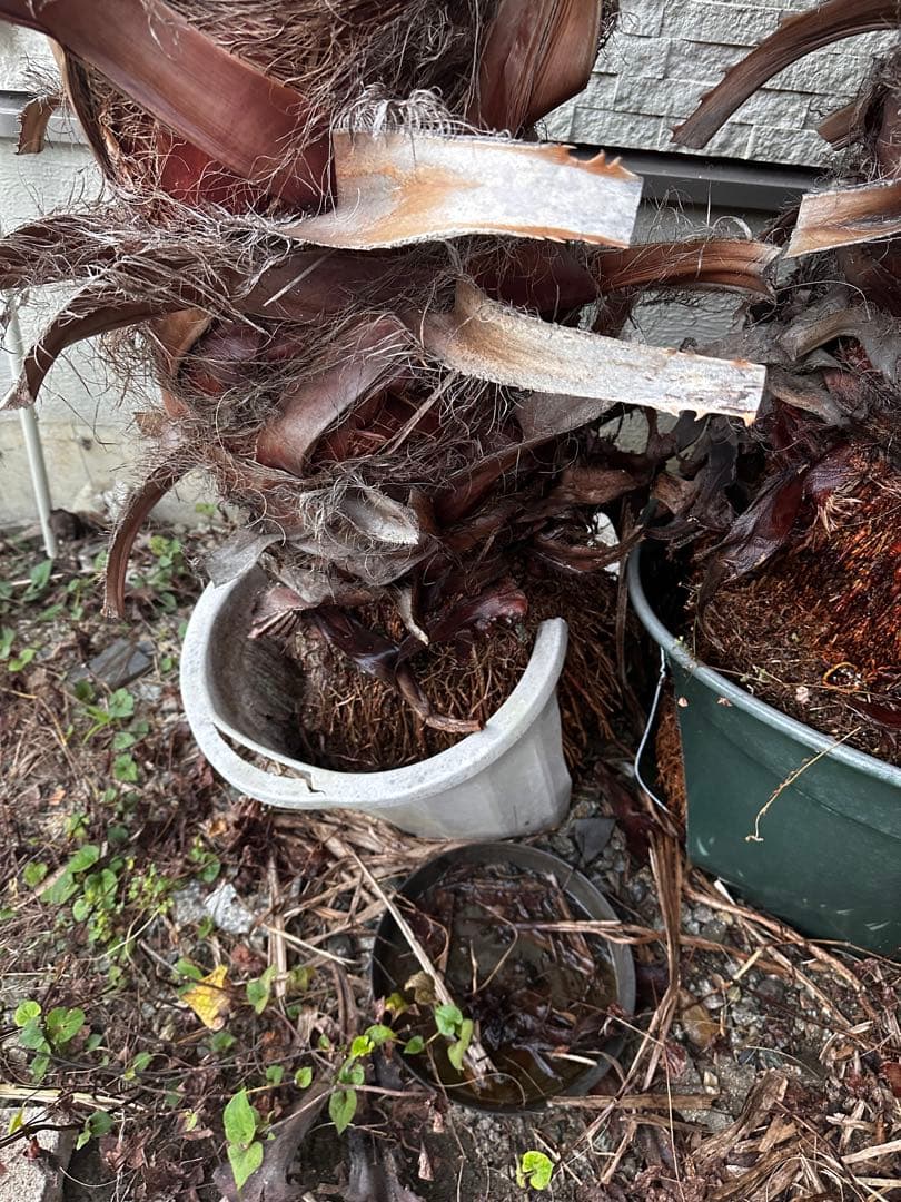 ワシントンヤシ 約6メートル