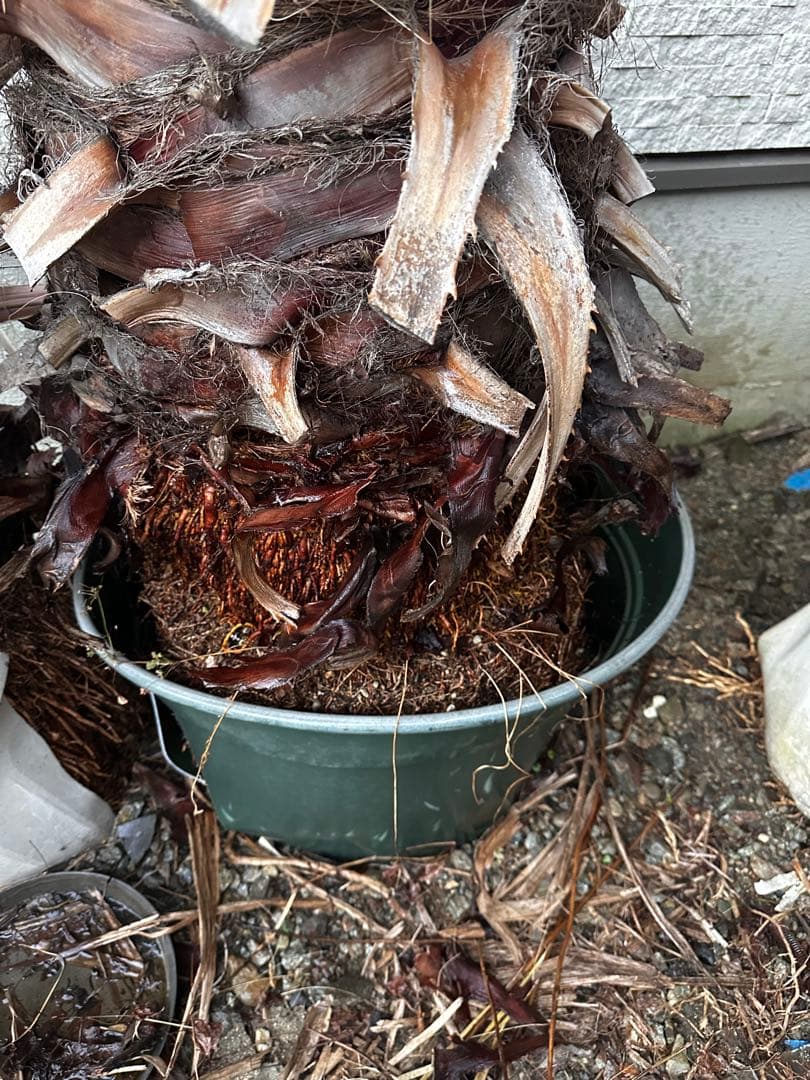 ワシントンヤシ 約6メートル