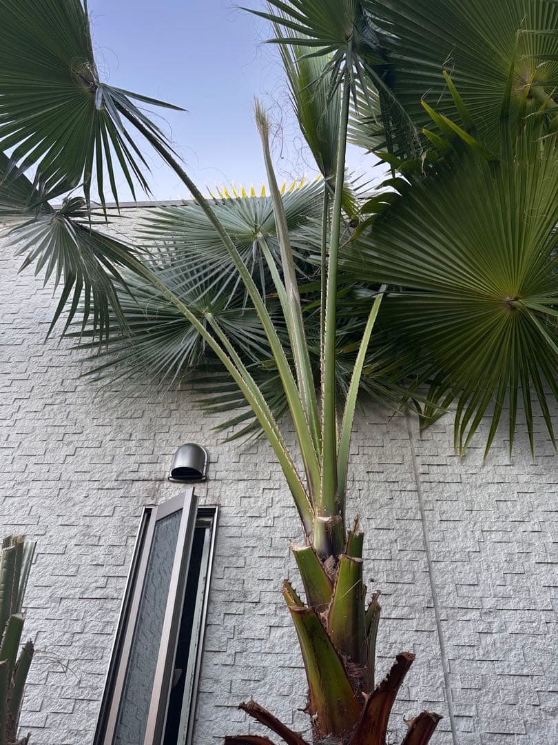 ワシントンヤシ 約6メートル