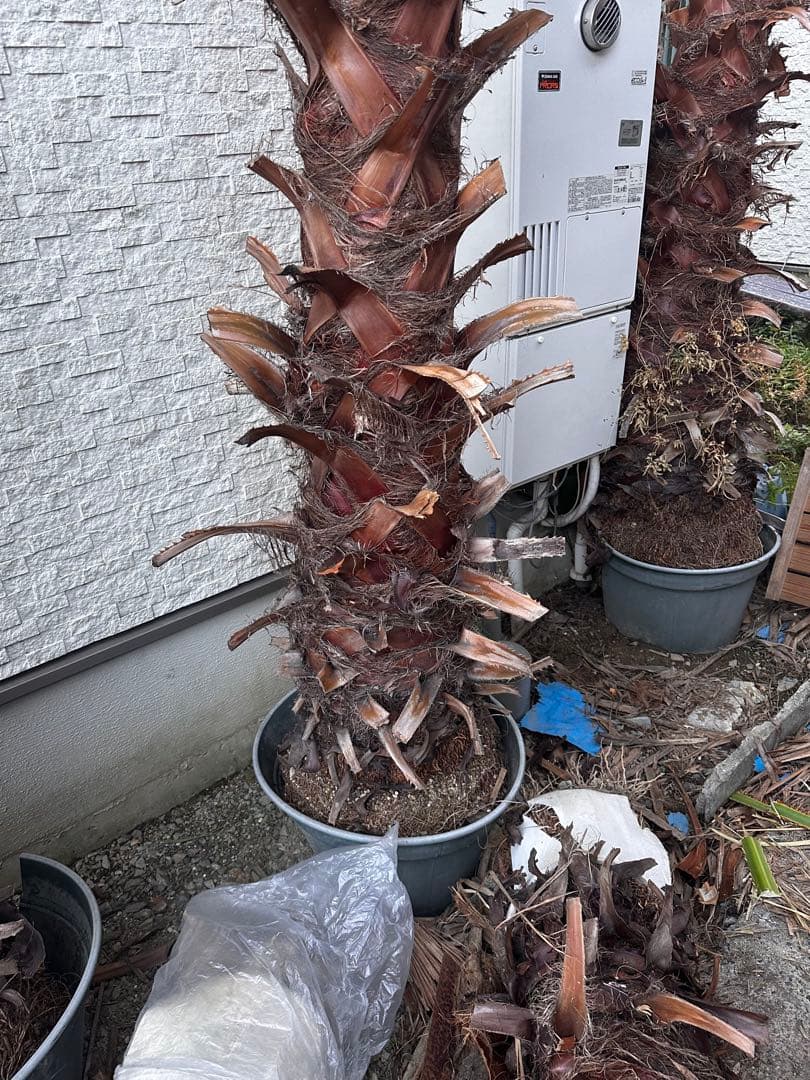 ワシントンヤシ 約6メートル