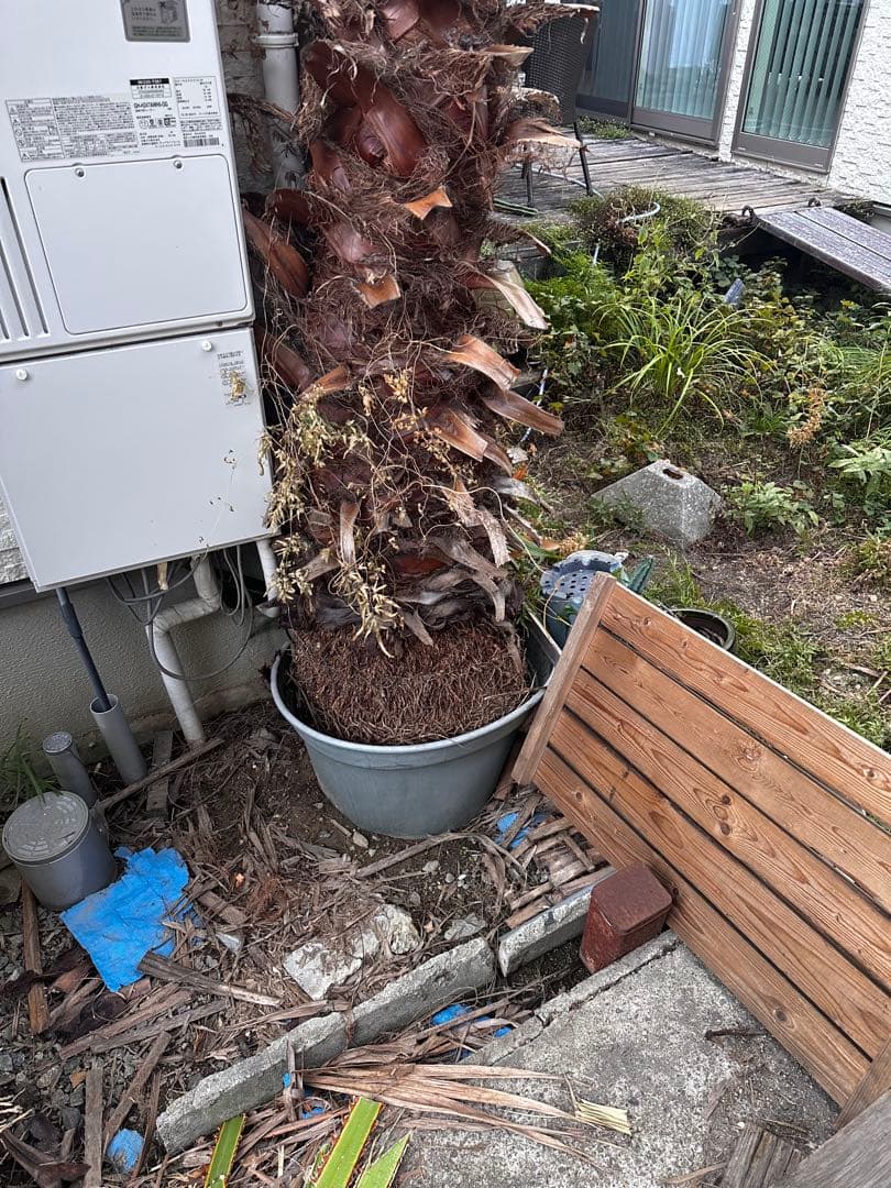 ワシントンヤシ 約6メートル