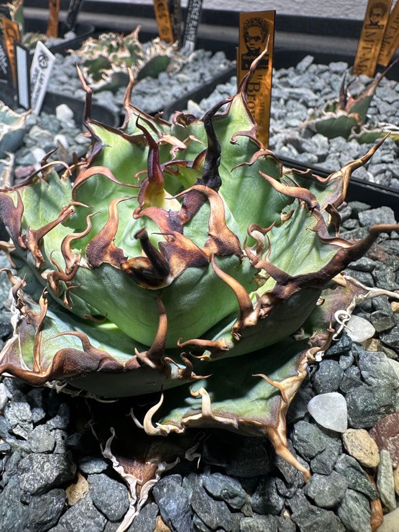 ⭐︎ オテロイ実生 選抜株 Brownie