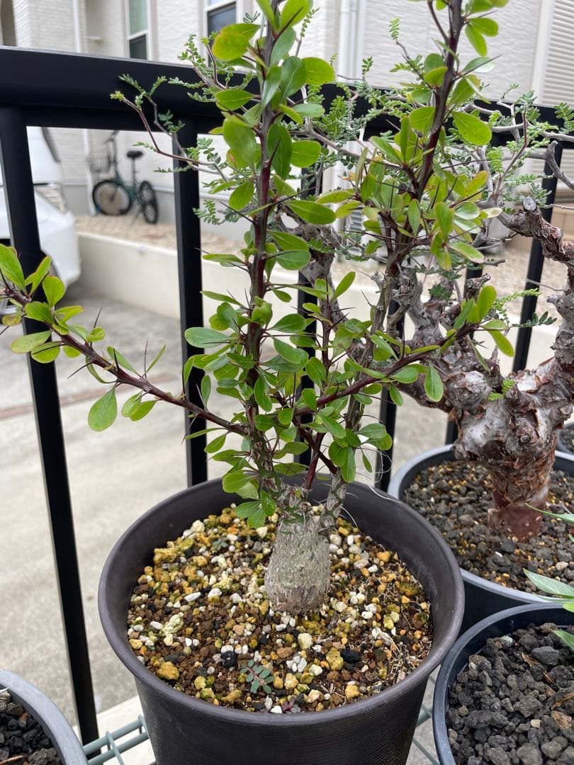 フォークイエリア　ファシクラータ　実生　良形　　　送料込み