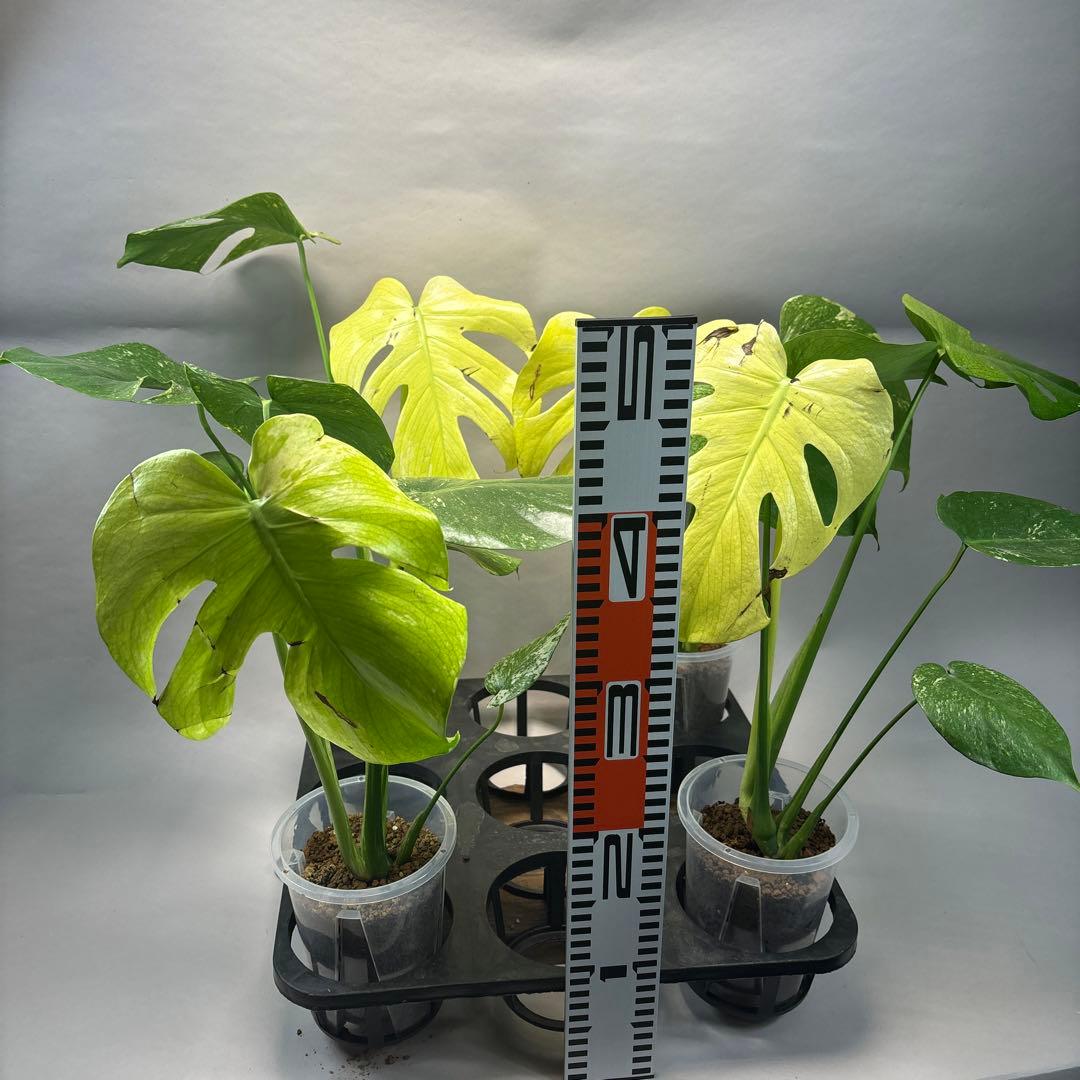 あ*や様 4株セットms47【葉だけ運送傷あり】ホワイトモンスター／天津蘭 斑入