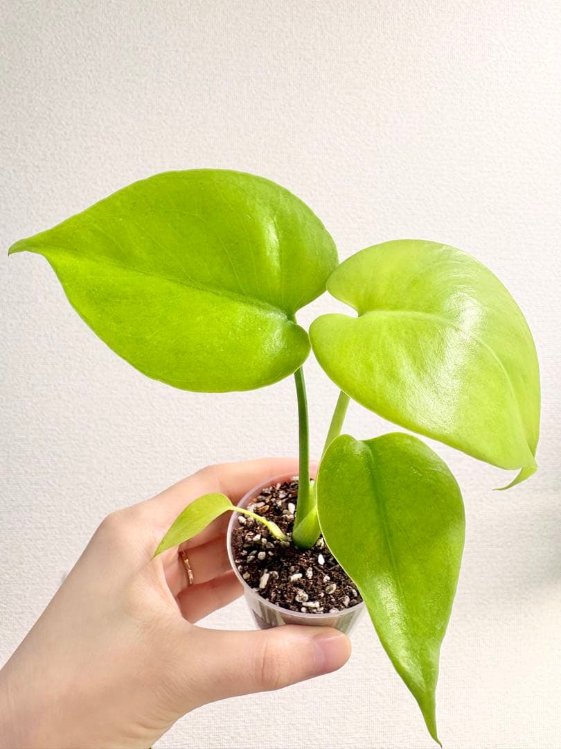 【レア】モンステラ レモンライム #2