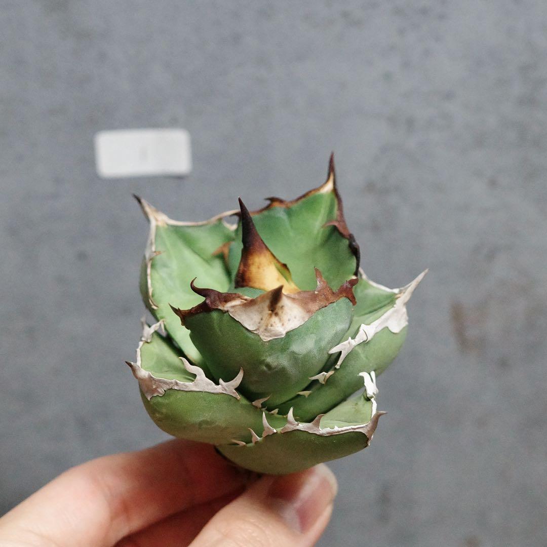 アガベ　チタノタ　オテロイ　白犀牛　太バンド　極上株　1