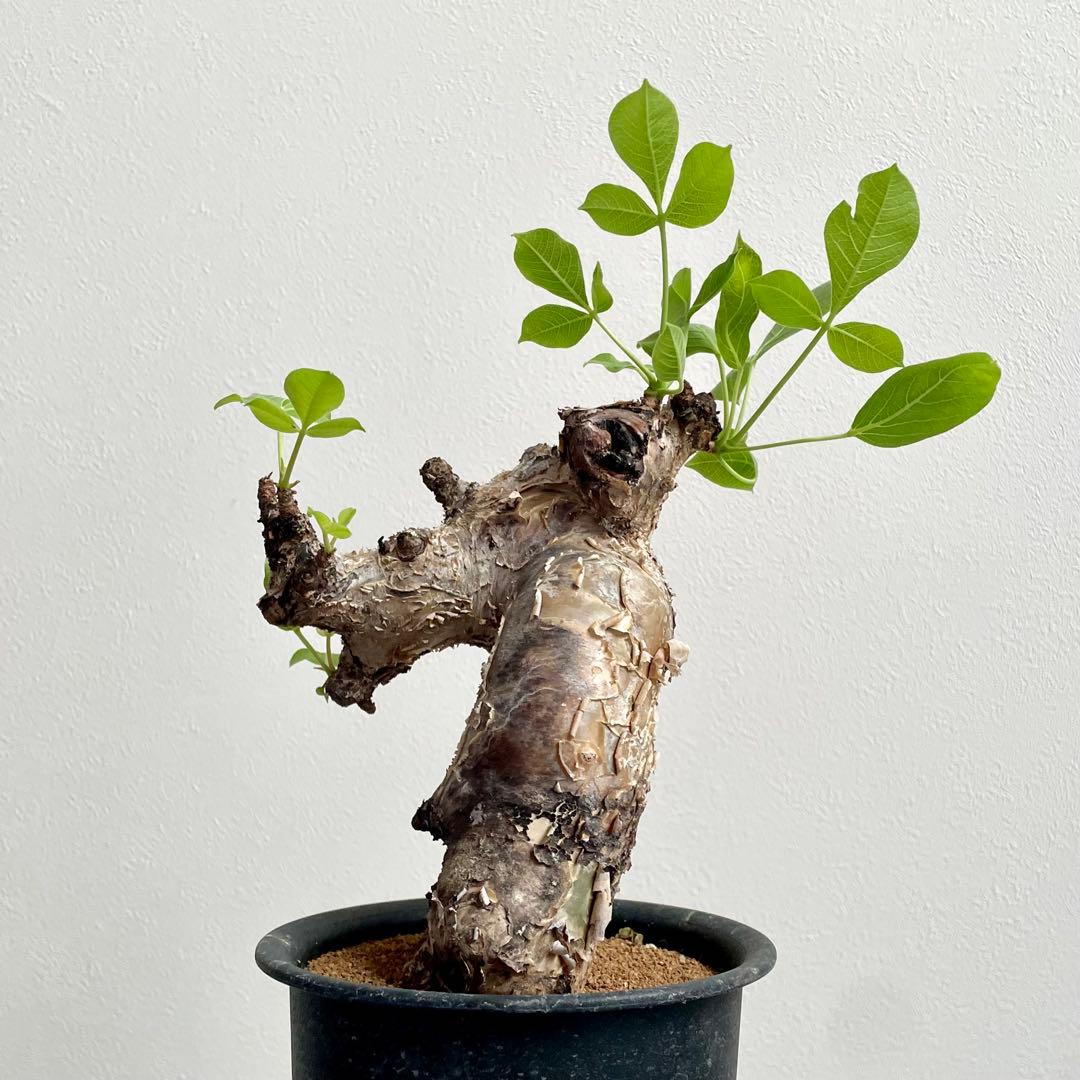 美株 コミフォラ グイドッティ 発根済