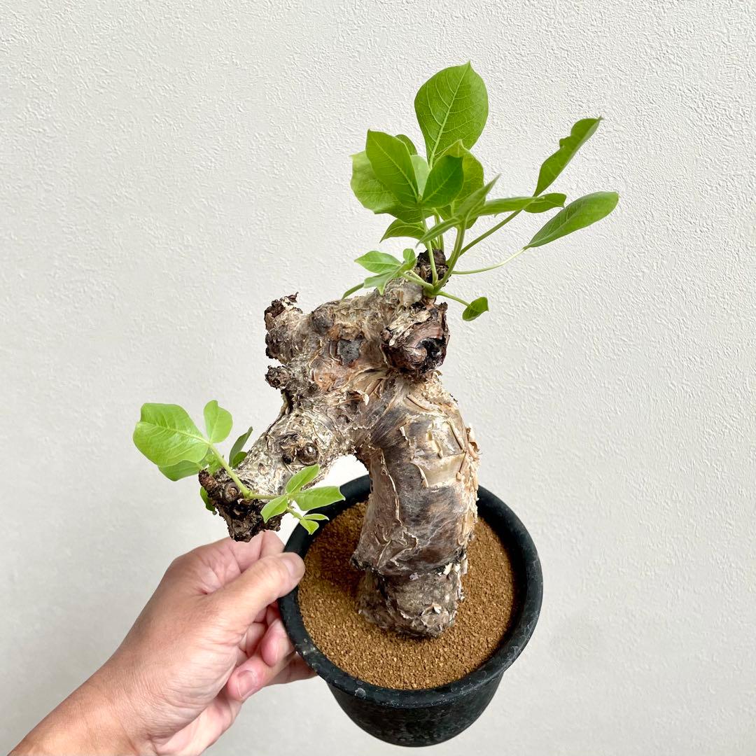 美株 コミフォラ グイドッティ 発根済