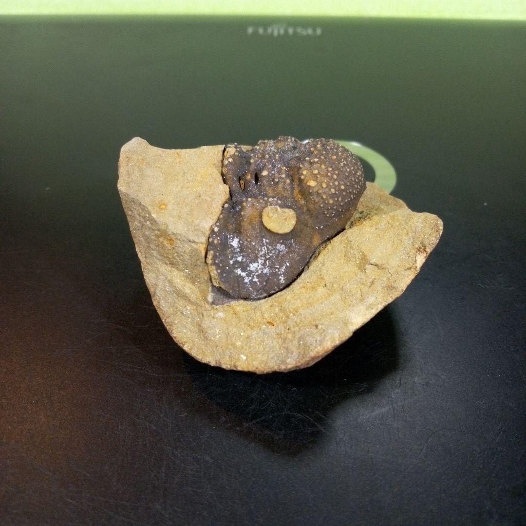 三葉虫　化石　fossil　ボリビア　trilobite　海生動物　三葉虫識別④