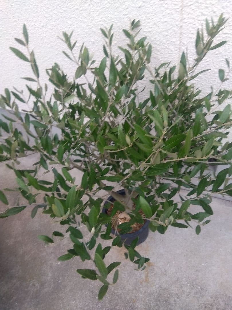 オリーブ　創樹　souju　ミッション　7号鉢つき 幹太❗　④