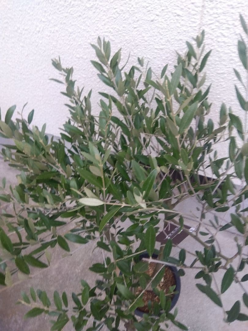 オリーブ　創樹　souju　ミッション　7号鉢つき 幹太❗　④