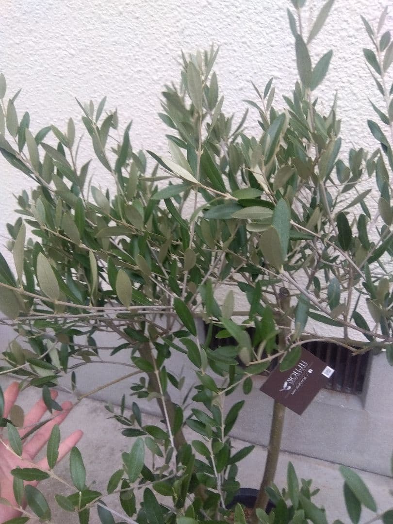 オリーブ　創樹　souju　ミッション　7号鉢つき 幹太❗　④