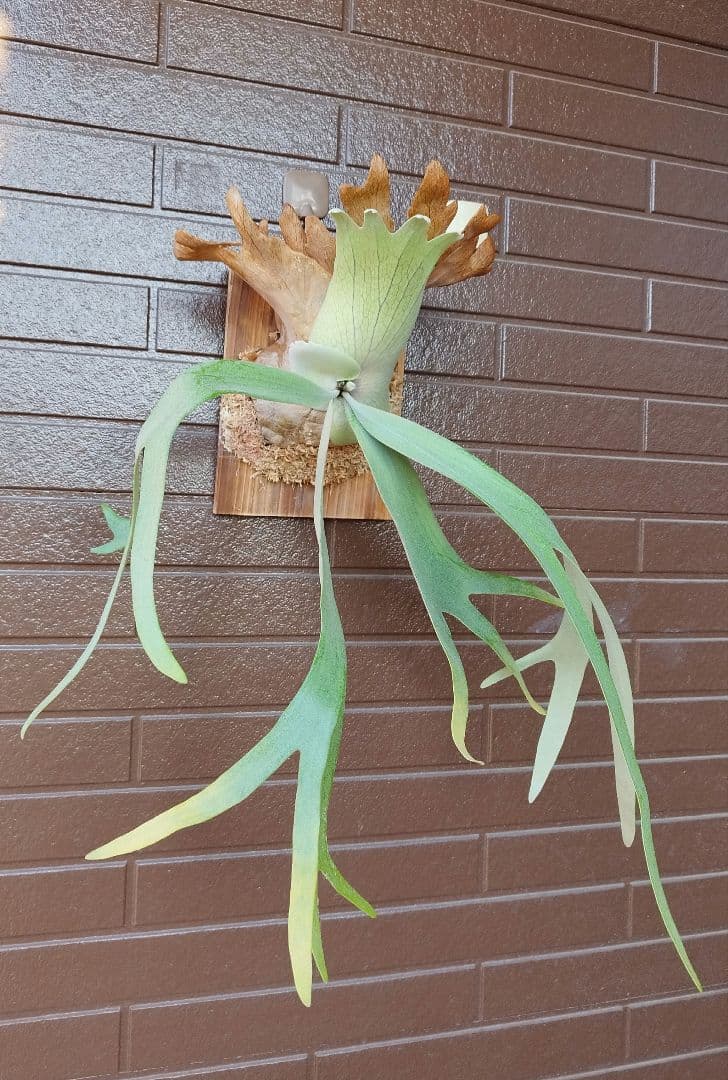 Ｗillinckii Bali ウィリンキーバリ ビカクシダ