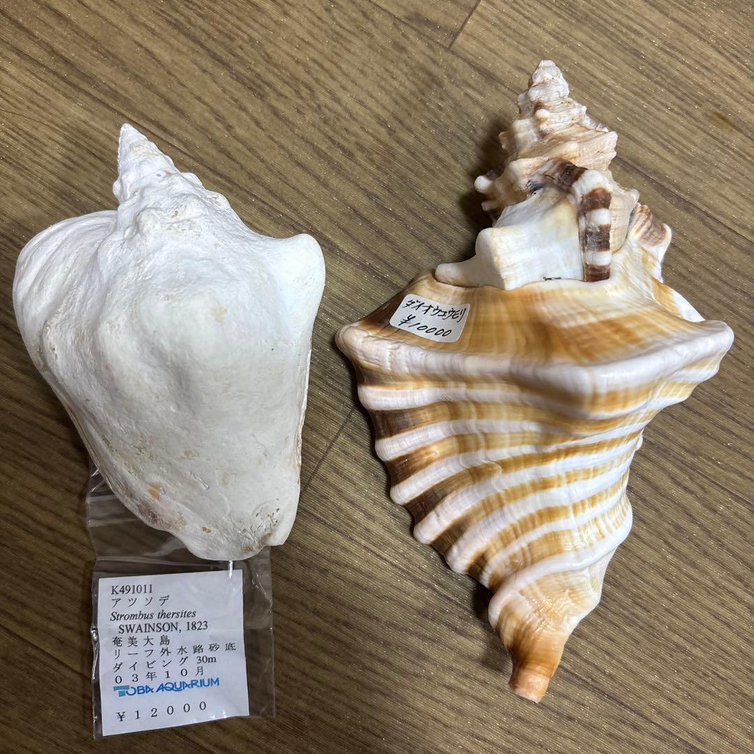 Meyo 7175　　貝殻10点