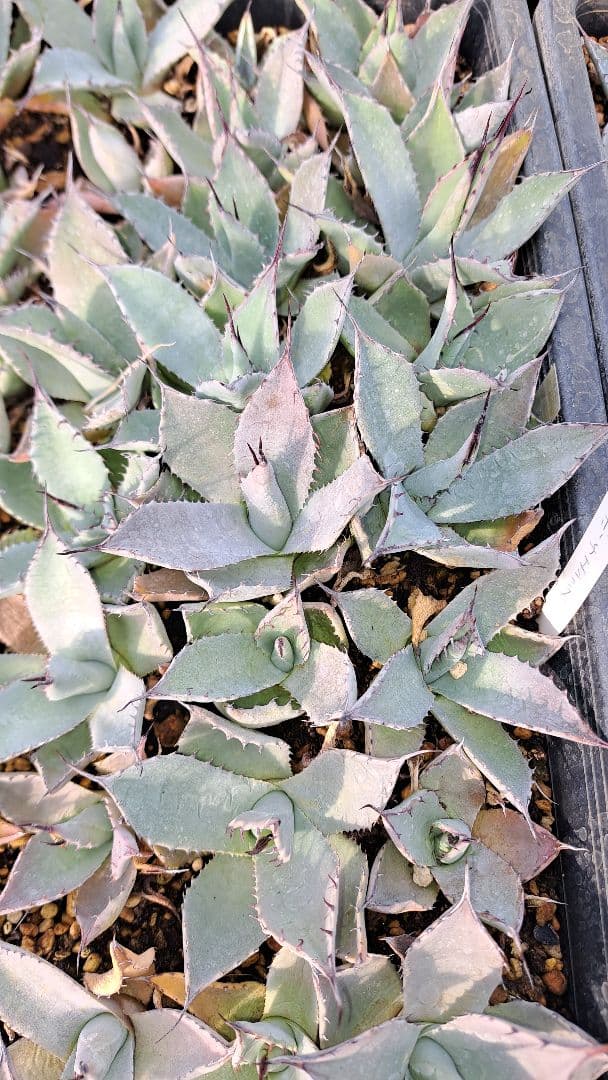 アガベ　パリーホーチエンシス　トレーごと