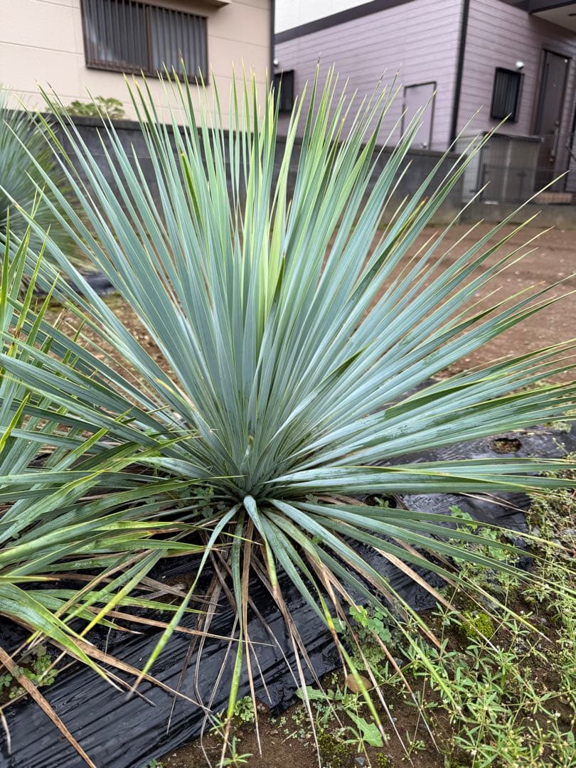 ユッカ　ロストラータ　　お任せ株