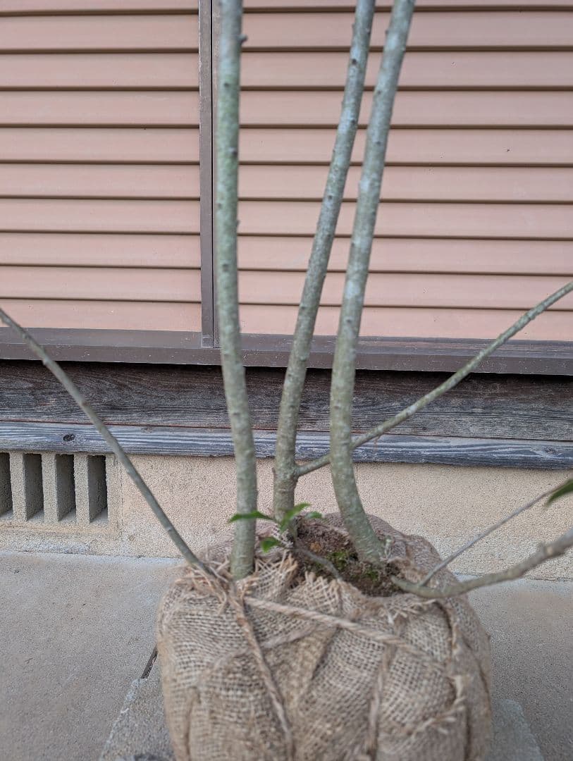 ソヨゴ　株立　雌株　①