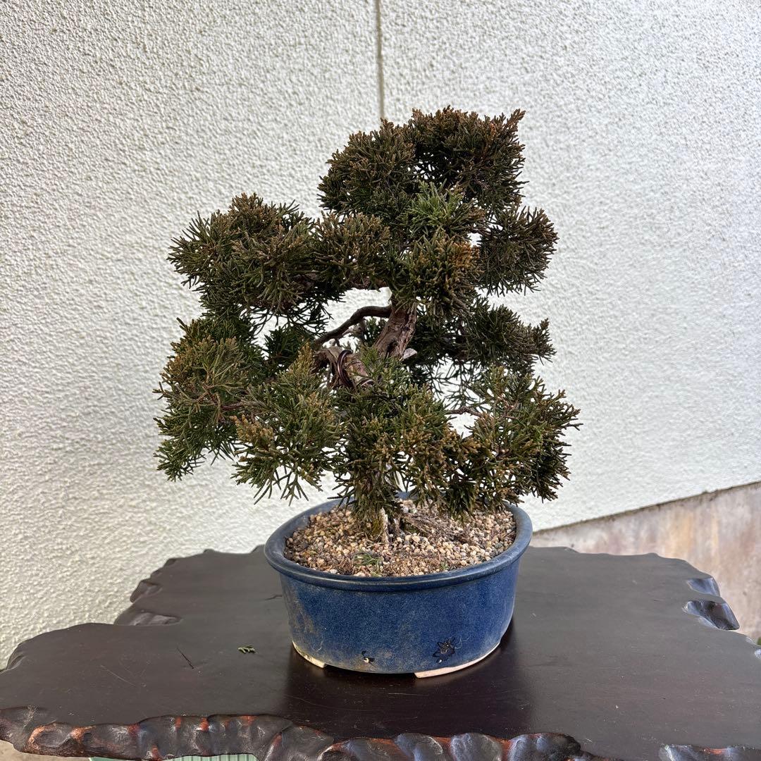 盆栽　真柏