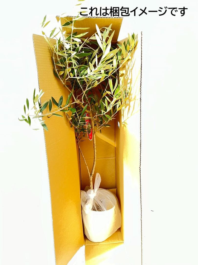 オリーブの木　ベロウニ　7号　約130cm　K-305　希少品種　現品掲載