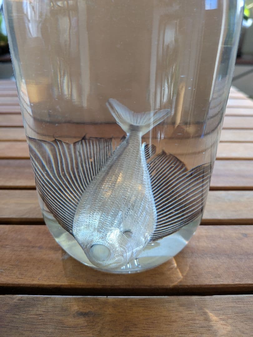 【激レア深海魚】リュウグウノヒメ （液浸標本）