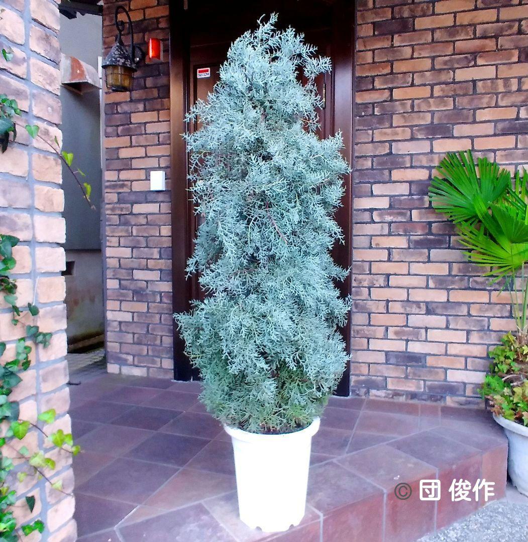 コニファーブルーアイス 苗木 大型165cm❗綺麗な葉色 シルバーブルー 優良株