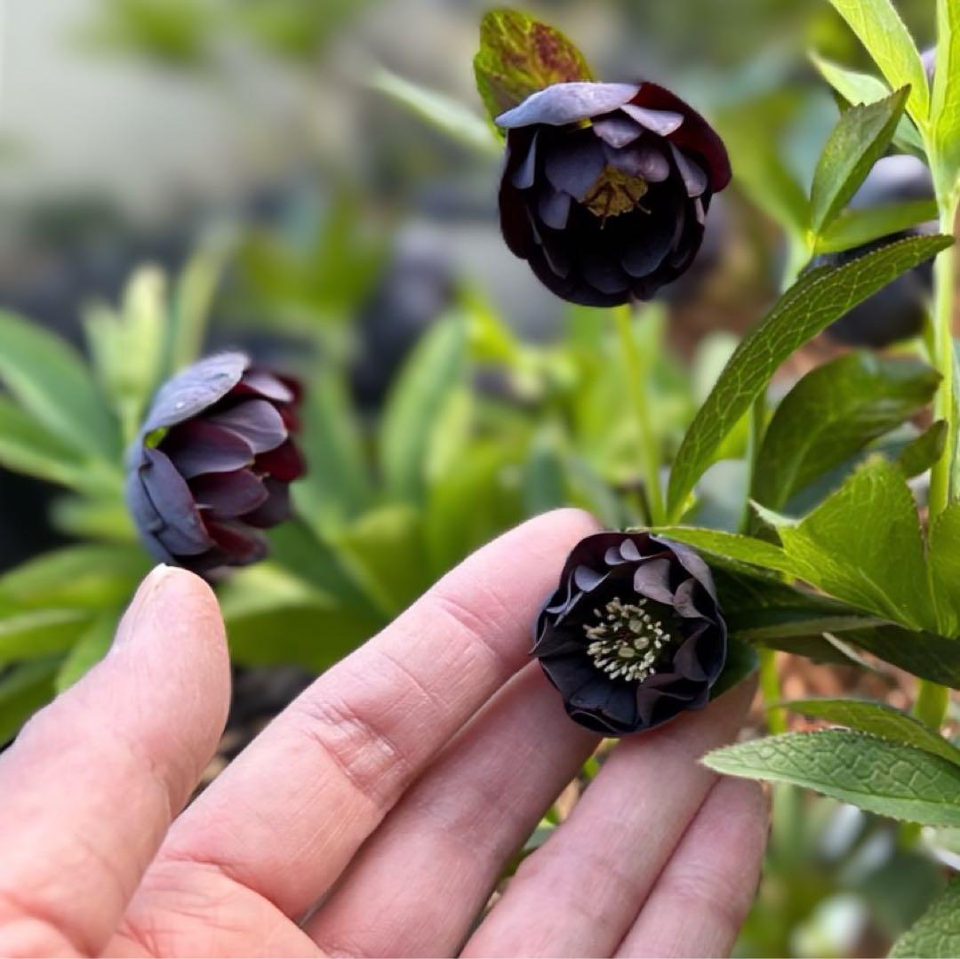 し*ら様 ■今季株分け■ 加藤農園 八咫烏交配 クリスマスローズ