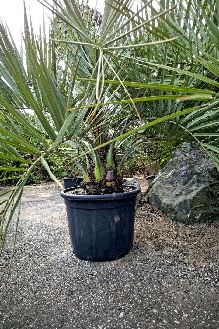 ココスヤシ　３本セット　【引取限定】