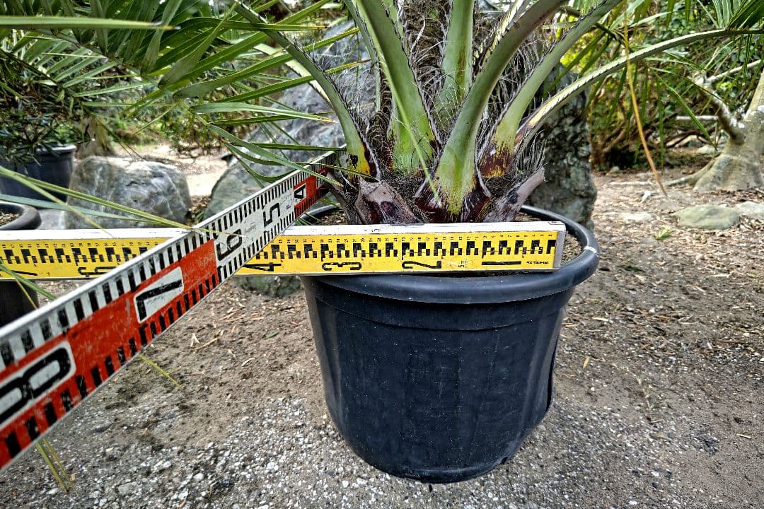 ココスヤシ　３本セット　【引取限定】