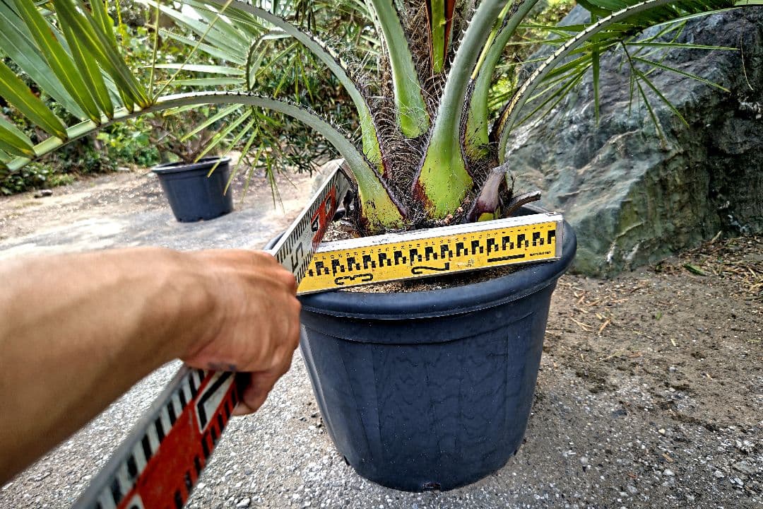 ココスヤシ　３本セット　【引取限定】