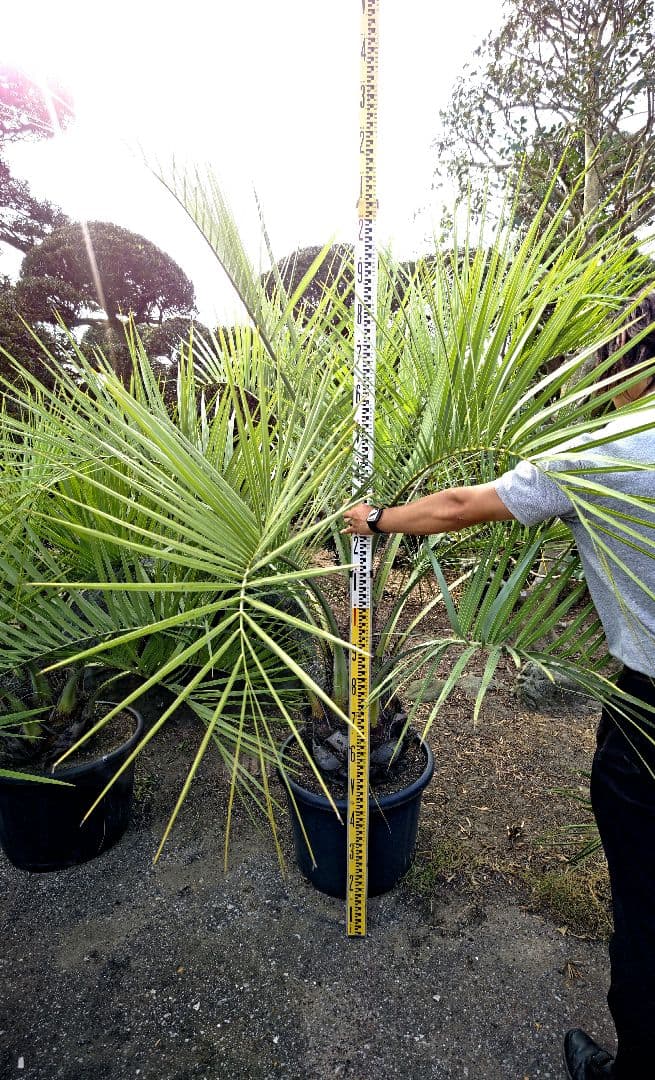 ココスヤシ　３本セット　【引取限定】