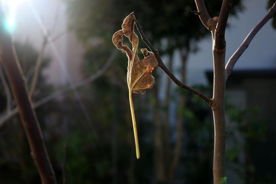 美品　SIGMA 45mm F2.8 DG Lマウント用　シルバー