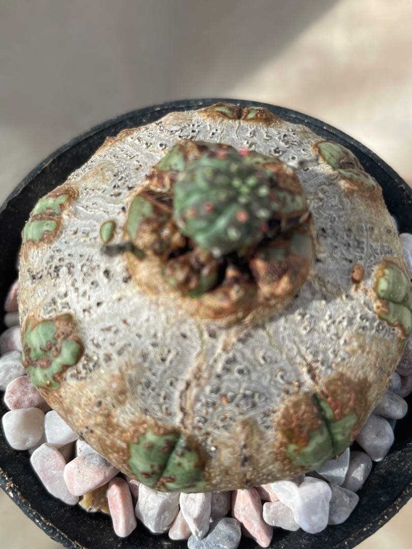 た*く様 オベサ 木質化 3号サイズ