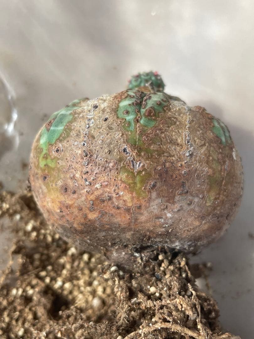 た*く様 オベサ 木質化 3号サイズ