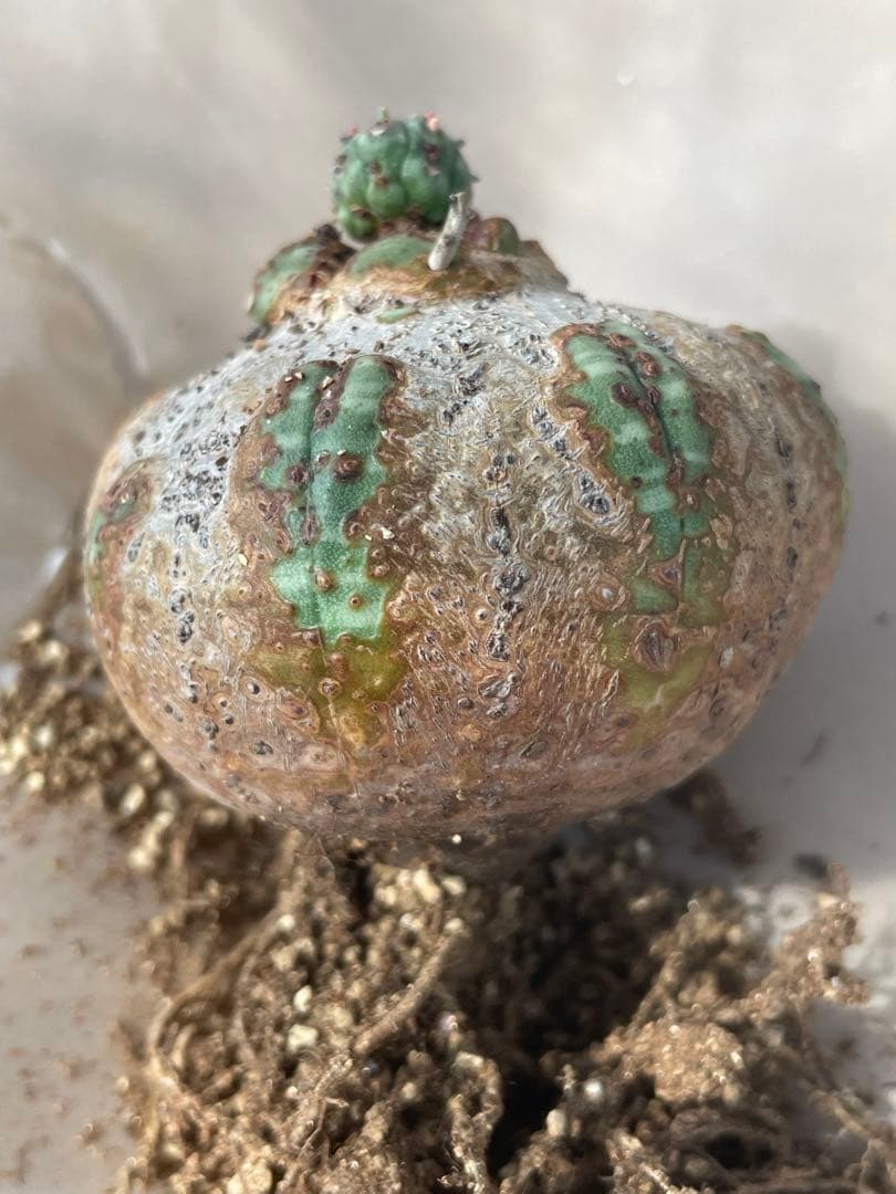 た*く様 オベサ 木質化 3号サイズ