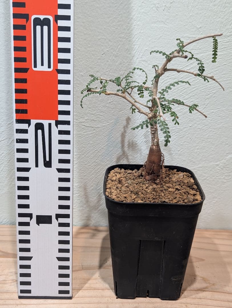 オペルクリカリア・ヒファエノイデス③ 4号鉢